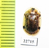 Chrysomelidae sp.  South Africa Rep. - INSECTS-STORE.RU