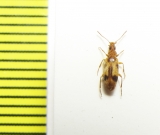 Anthicidae, Notoxus sp.  Kazakhstan - INSECTS-STORE.RU