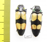 Agelia petelii, pair  Zimbabwe - INSECTS-STORE.RU