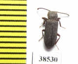 Tenebrionidae sp.  Guinee   - INSECTS-STORE.RU