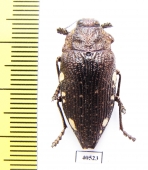 Polybothris pyropyga  Madagascar - INSECTS-STORE.RU