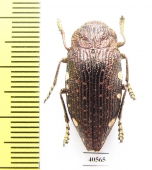 Polybothris pyropyga  Madagascar - INSECTS-STORE.RU