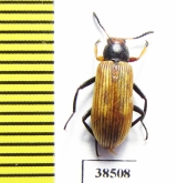 Tenebrionidae sp.  Guinee   - INSECTS-STORE.RU