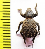 Brachycerus sp.  Zimbabwe - INSECTS-STORE.RU