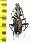 Cypholoba sp.  Zimbabwe - INSECTS-STORE.RU