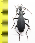Carabidae sp.  Zimbabwe - INSECTS-STORE.RU