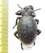 Brachycerus sp.  Zambia - INSECTS-STORE.RU