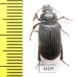 Carabidae sp.  Zimbabwe - INSECTS-STORE.RU