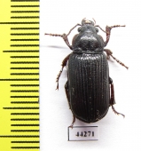 Carabidae sp.  Zimbabwe - INSECTS-STORE.RU