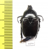 Cetoniinae sp.  Zimbabwe - INSECTS-STORE.RU