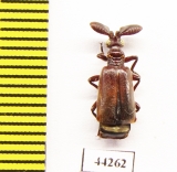 Paussinae sp.  Zimbabwe - INSECTS-STORE.RU