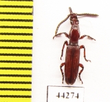 Brentidae sp.  Zimbabwe - INSECTS-STORE.RU