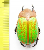 Chrysina victorina, male  Mexico - INSECTS-STORE.RU