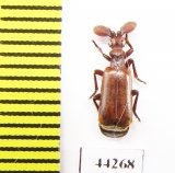 Paussinae sp.  Zimbabwe - INSECTS-STORE.RU