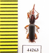 Brentidae sp.  Zimbabwe - INSECTS-STORE.RU