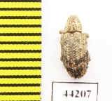 Curculionidae sp.  Zimbabwe - INSECTS-STORE.RU