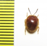 Endomychidae sp.  Peru - INSECTS-STORE.RU