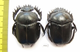 Scarabaeus transcaspicus, pair  Uzbekistan - INSECTS-STORE.RU