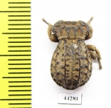 Tenebrionidae sp.  Zimbabwe - INSECTS-STORE.RU