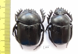 Scarabaeus transcaspicus, pair  Uzbekistan - INSECTS-STORE.RU