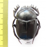 Scarabaeus transcaspicus  Uzbekistan - INSECTS-STORE.RU