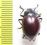 Erotylidae sp.  Peru - INSECTS-STORE.RU