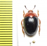 Erotylidae sp.  Peru - INSECTS-STORE.RU