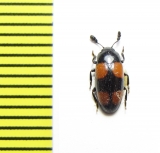 Erotylidae sp.  Malaysia - INSECTS-STORE.RU