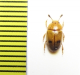 Erotylidae sp.  Argentina - INSECTS-STORE.RU