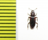 Bothrideridae, Bothrideres bipunctatus  Russia, Tver reg. - INSECTS-STORE.RU