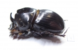 Copris sp.  Zimbabwe - INSECTS-STORE.RU