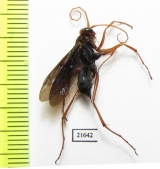 Hymenoptera sp.  South Africa Rep. - INSECTS-STORE.RU