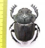 Pachylomera femoralis, female  Zimbabwe 40mm - INSECTS-STORE.RU