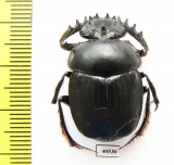 Scarabaeus cristatus  Iran, Sistan prov. - INSECTS-STORE.RU