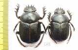 Scarabaeus aegyptiacus, pair  Tunis - INSECTS-STORE.RU