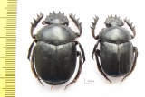 Scarabaeus aegyptiacus, pair  Tunis - INSECTS-STORE.RU