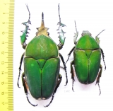 Mecynorhina torquata immaculicollis, pair  Cameroon  82mm - INSECTS-STORE.RU