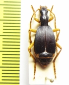 Carabidae sp.  China, Sichuan prov. - INSECTS-STORE.RU