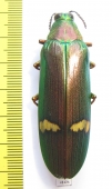 Megaloxantha hemixantha hemixantha, male  Malaysia - INSECTS-STORE.RU