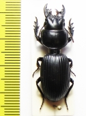 Carabidae sp.  Malawi - INSECTS-STORE.RU