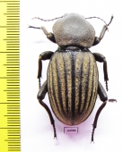 Phanerotomea sp.  Zimbabwe 44mm - INSECTS-STORE.RU