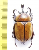 Brachysiderus quadrimaculatus  Peru  42mm - INSECTS-STORE.RU