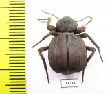 Tenebrionidae sp.  Zimbabwe - INSECTS-STORE.RU