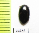 Dytiscidae sp.  Panama - INSECTS-STORE.RU