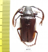 Lobarthron balassogloi, male  Uzbekistan - INSECTS-STORE.RU