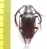 Lobarthron balassogloi, male  Uzbekistan - INSECTS-STORE.RU