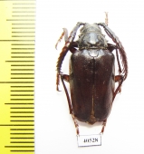 Lobarthron balassogloi, male  Uzbekistan - INSECTS-STORE.RU