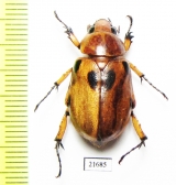 Cyclocephala sp.  Peru - INSECTS-STORE.RU