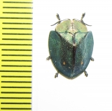 Chrysomelidae sp.  Peru - INSECTS-STORE.RU