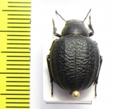 Pimelia subglobosa  Russia, Volgograd reg. - INSECTS-STORE.RU